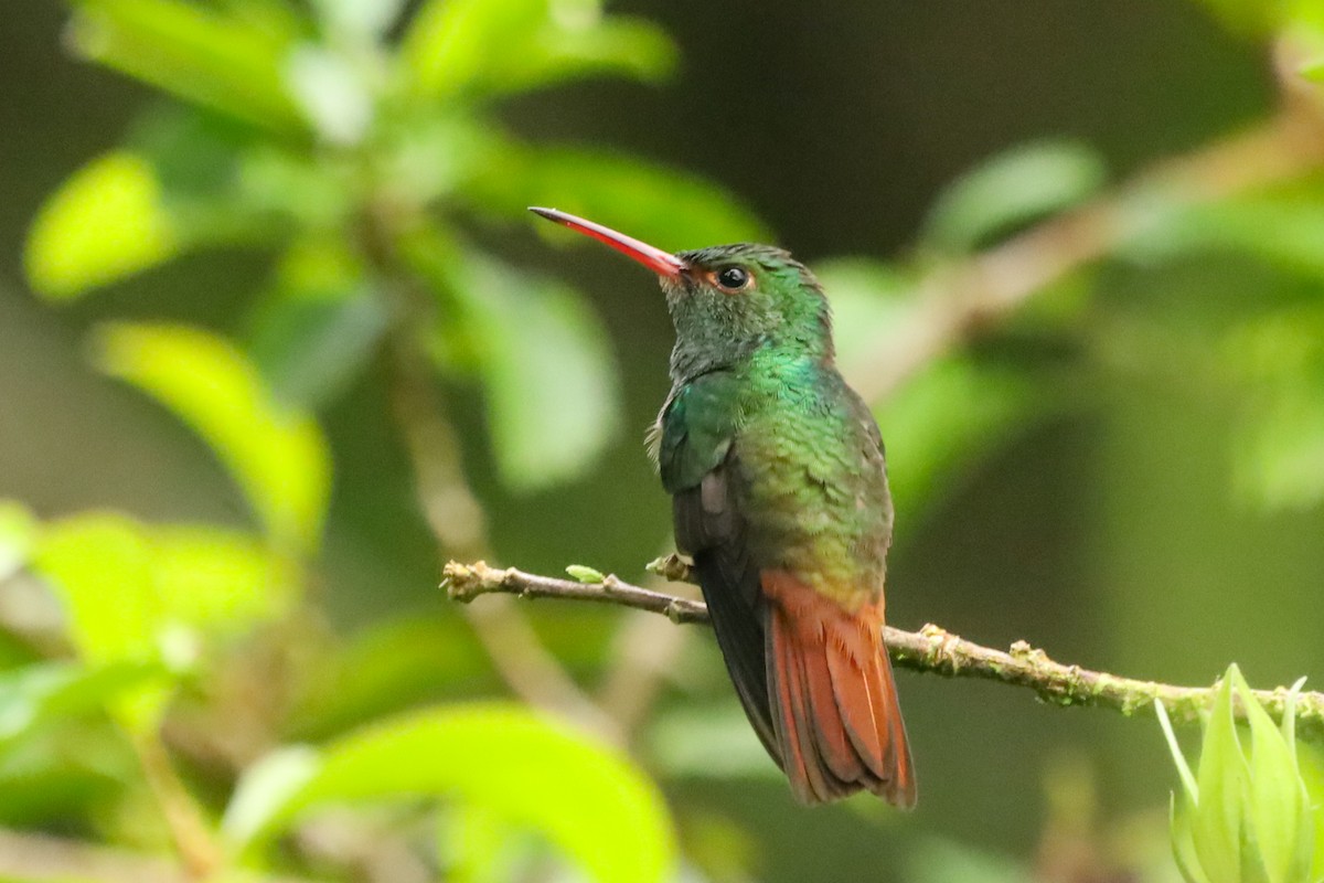 Rufous-tailed Hummingbird - ML647407478