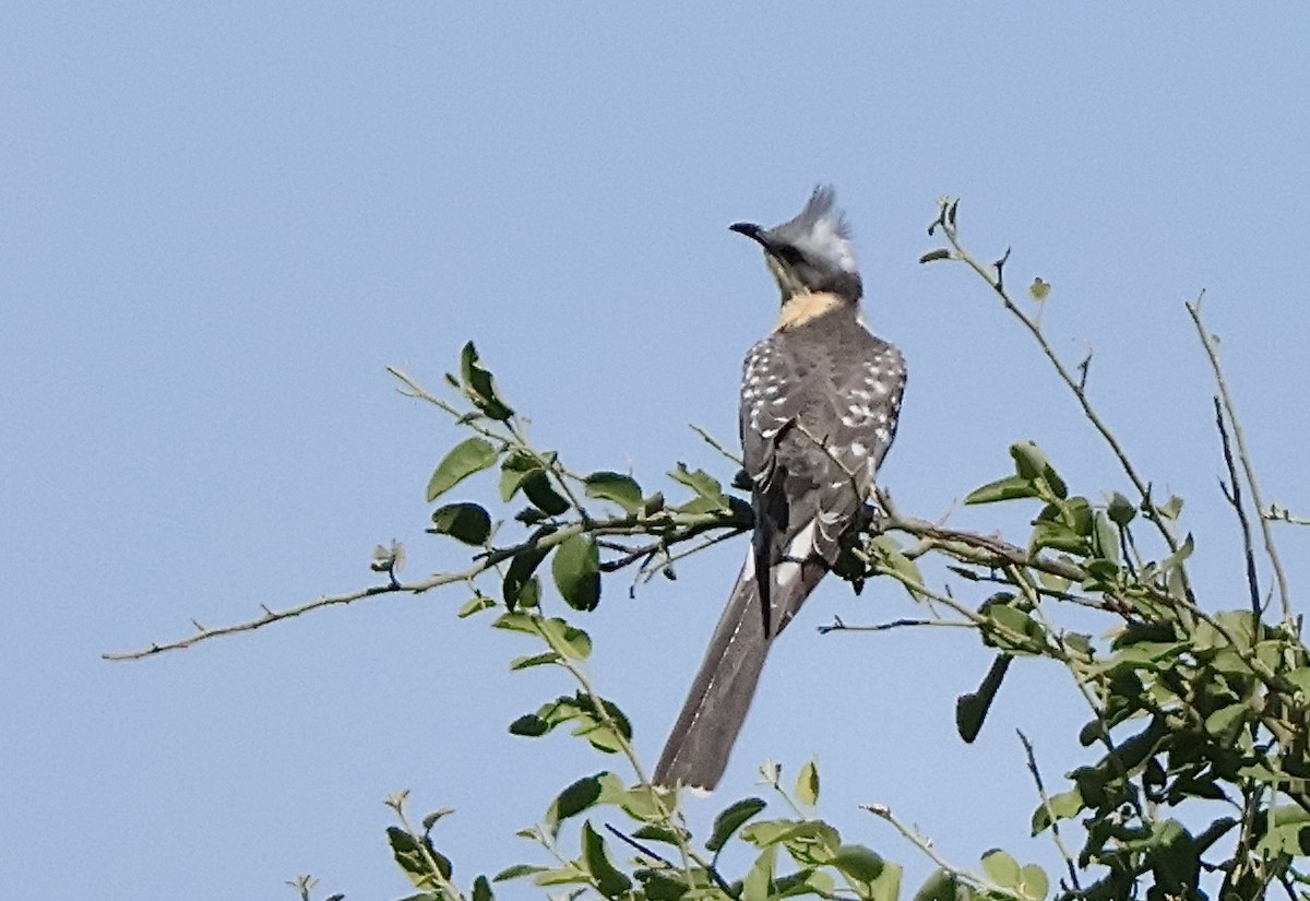 Great Spotted Cuckoo - ML647407480