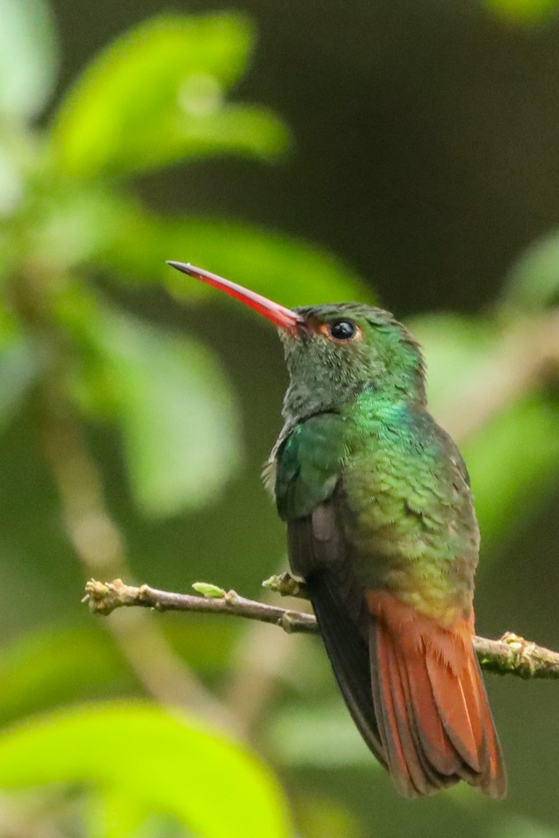 Rufous-tailed Hummingbird - ML647407482