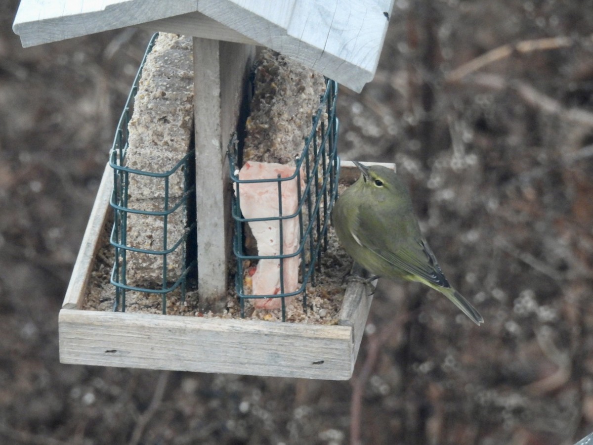 Orange-crowned Warbler - ML647407483