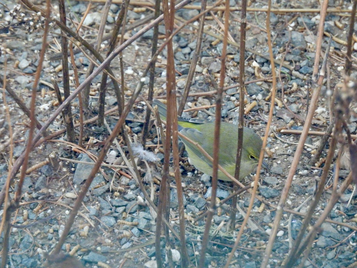 Orange-crowned Warbler - ML647407485