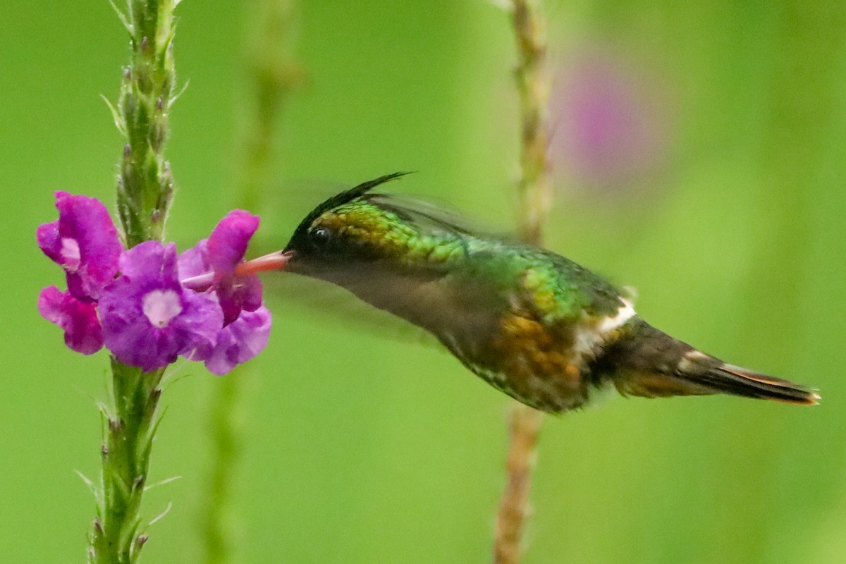 Black-crested Coquette - ML647407488