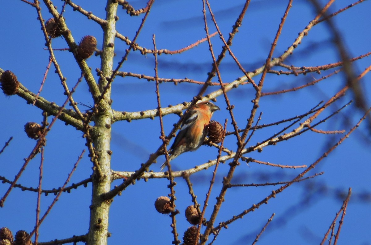 White-winged Crossbill - ML647407491