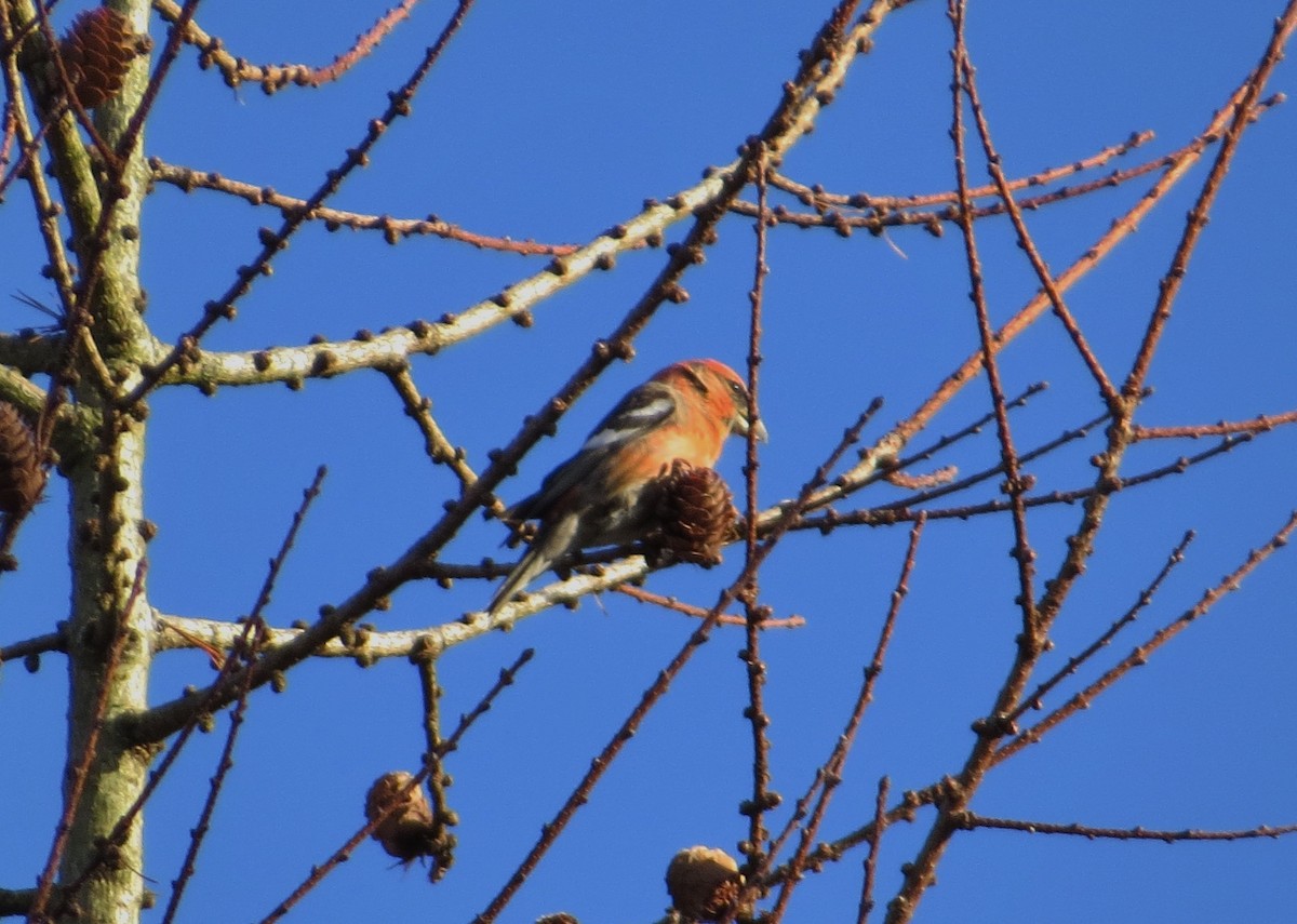 White-winged Crossbill - ML647407492