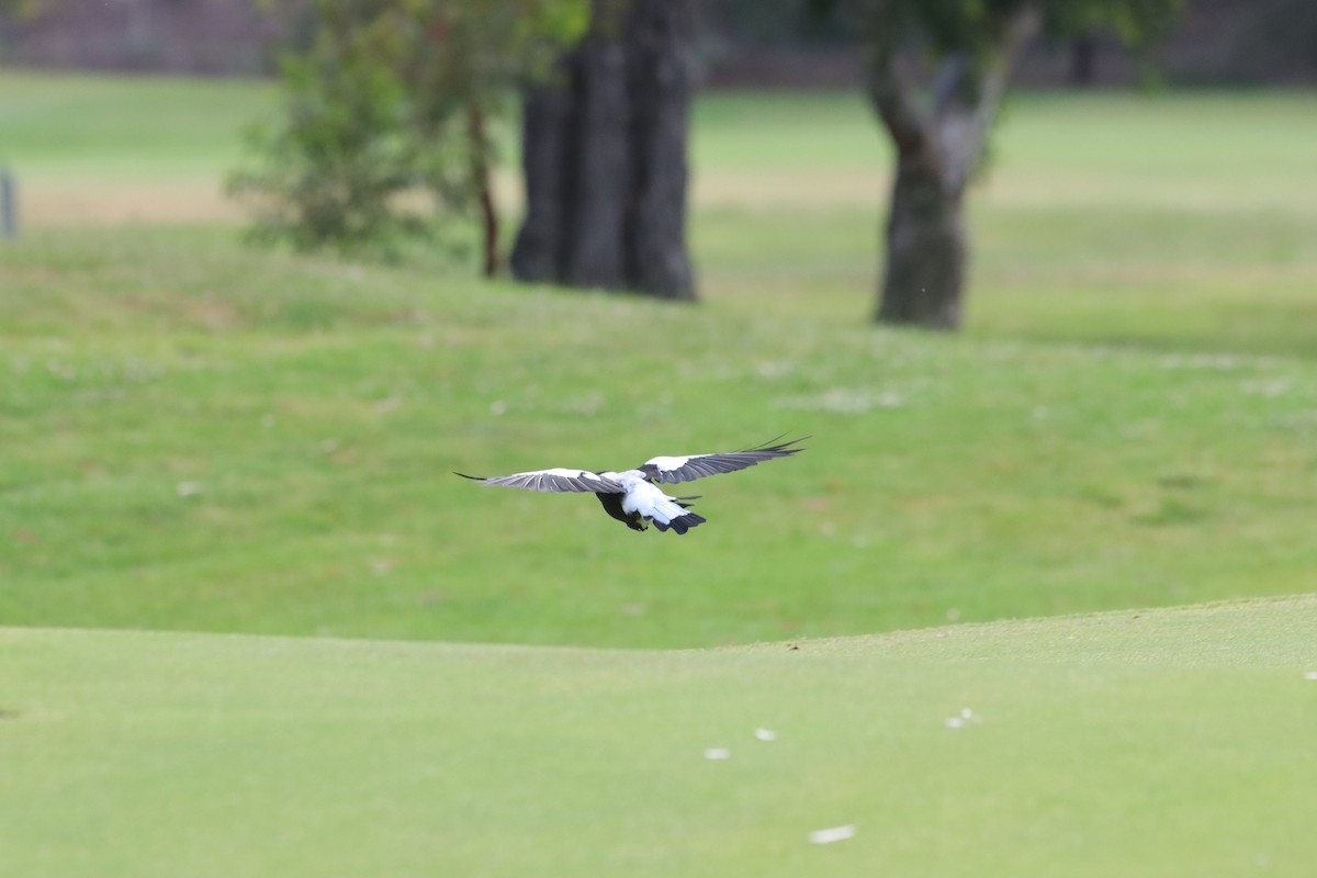 Australian Magpie - ML647407493