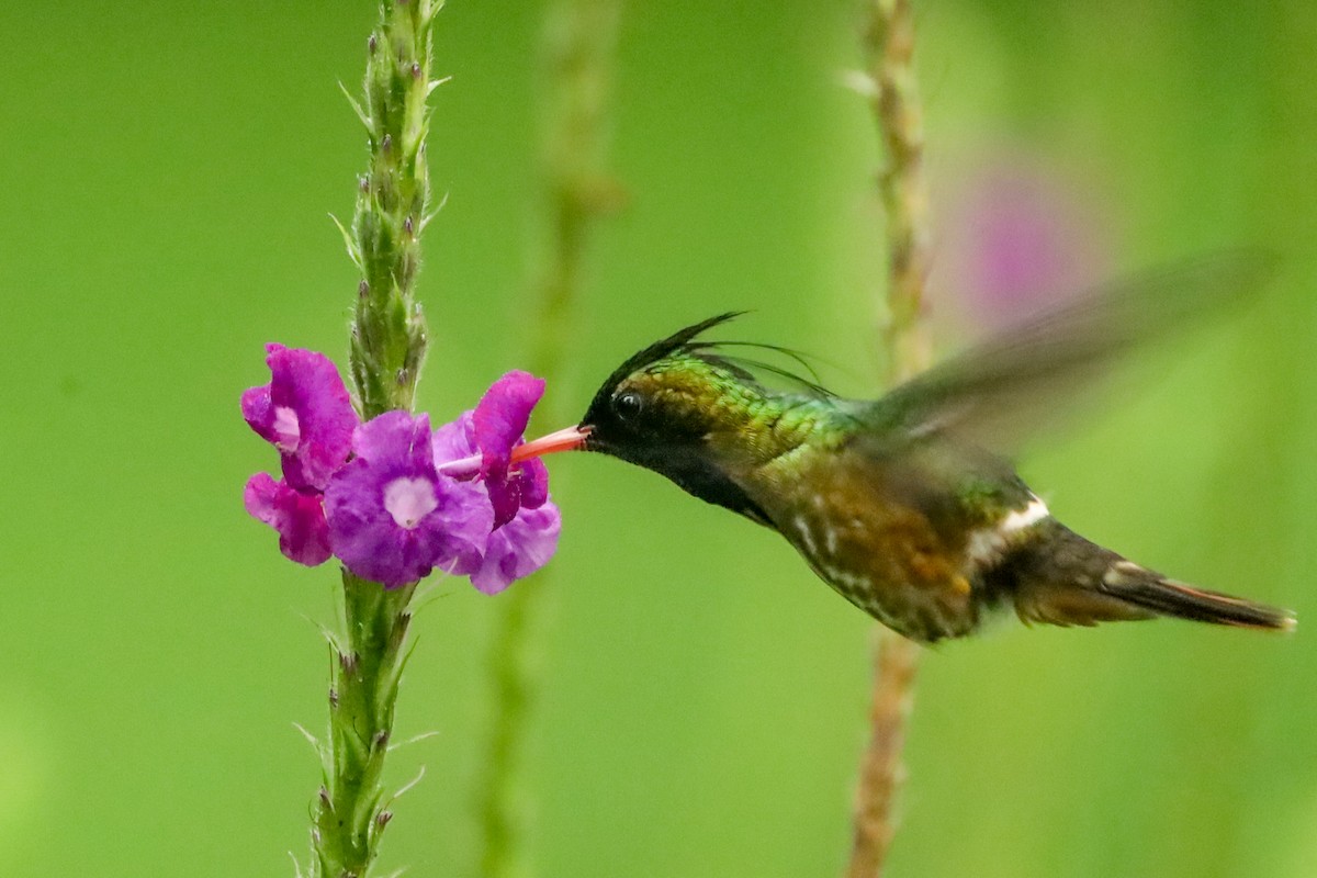 Black-crested Coquette - ML647407495