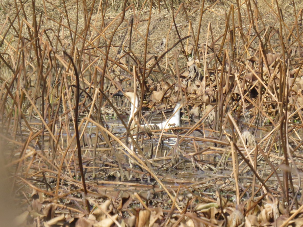 Swan Goose - ML647407496