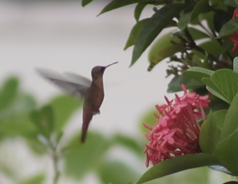 Cinnamon Hummingbird - ML647407498