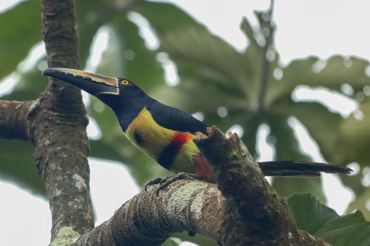 Collared Aracari - ML647407501