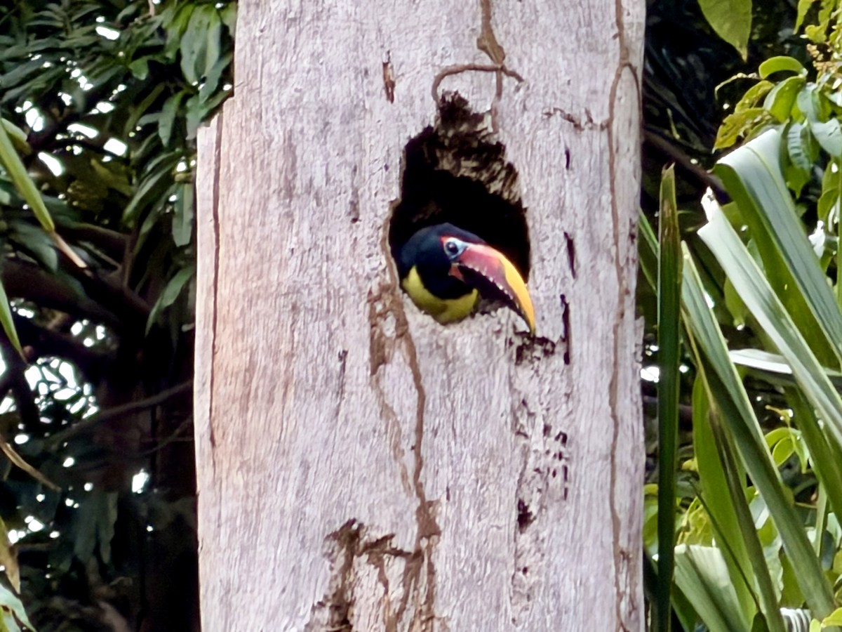 Green Aracari - ML647407502