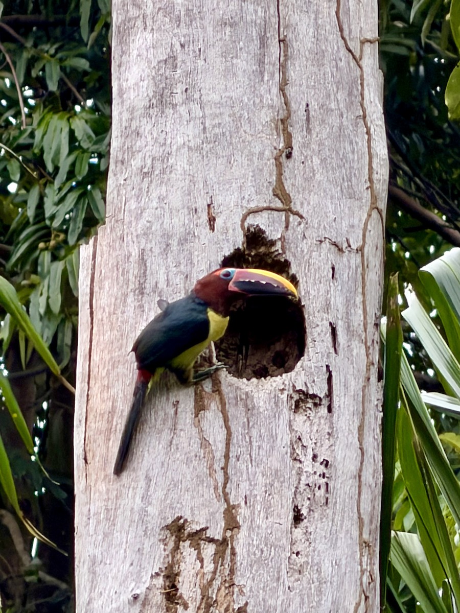 Green Aracari - ML647407503