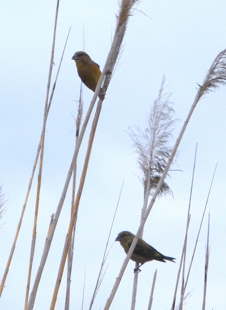 Red Crossbill - ML647407504