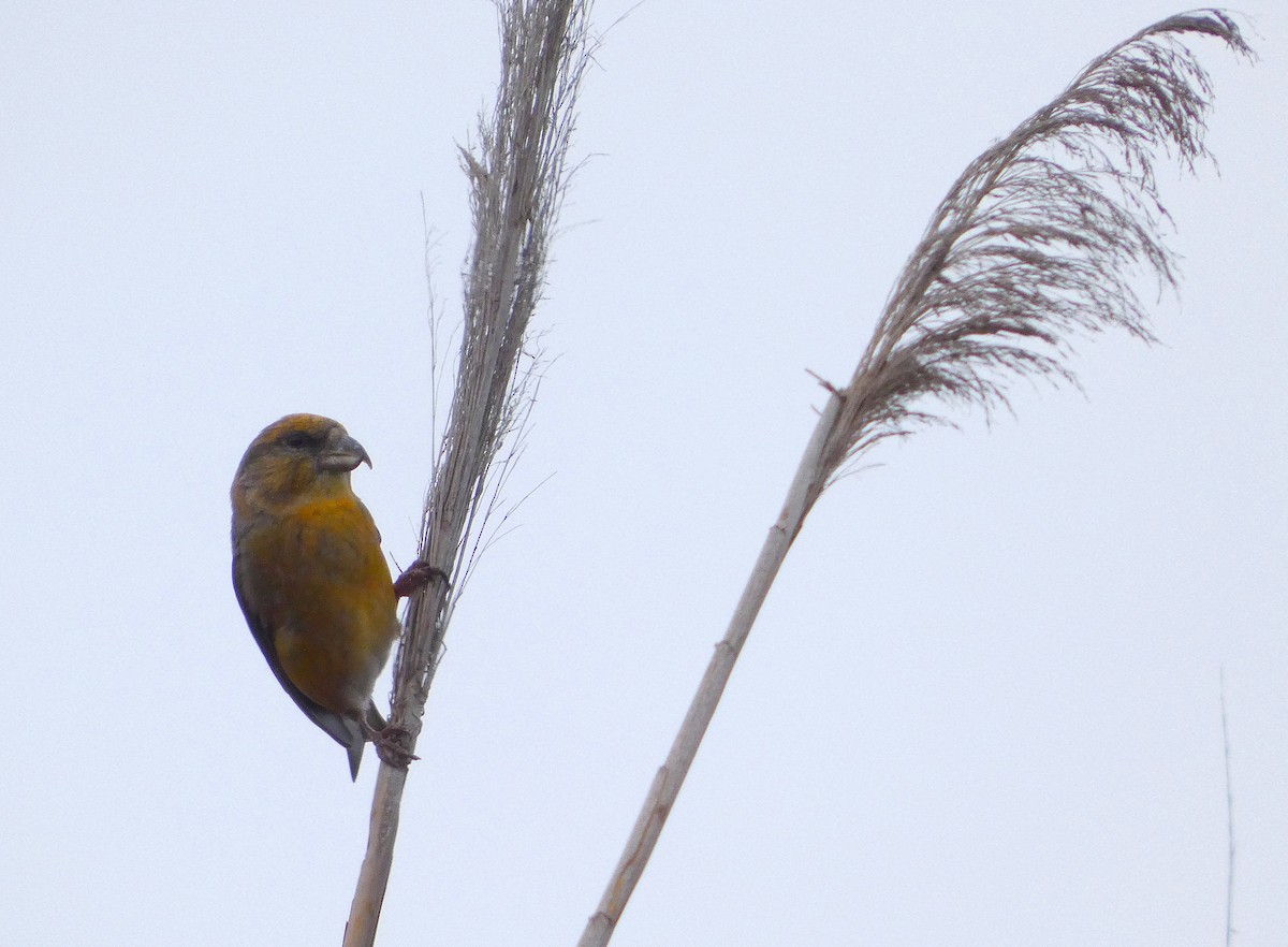 Red Crossbill - ML647407505
