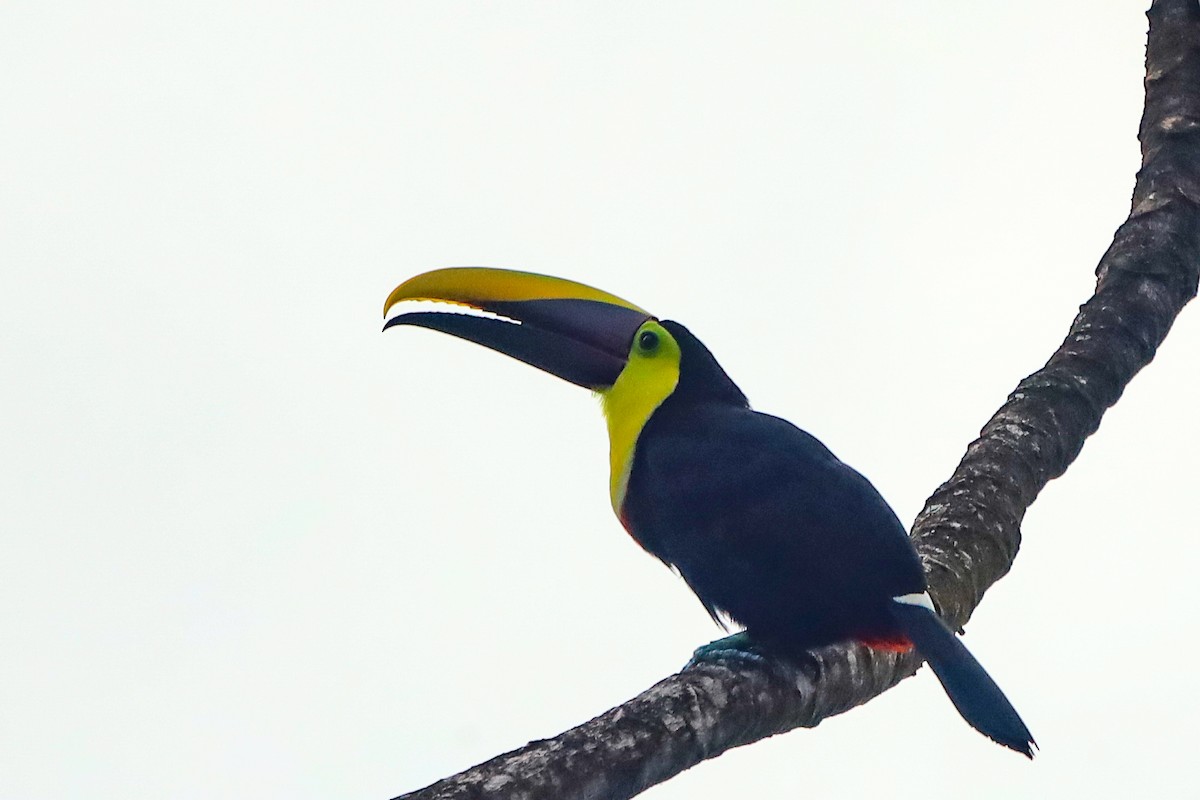 Yellow-throated Toucan - ML647407507