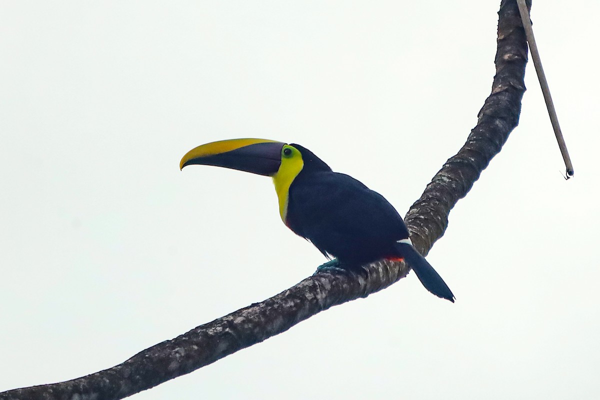 Yellow-throated Toucan - ML647407508