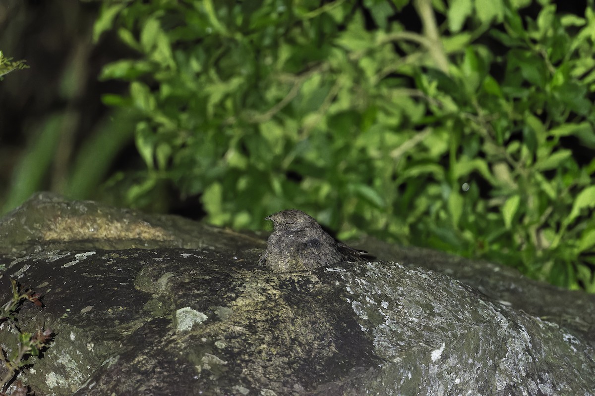 Freckled Nightjar - ML647407509
