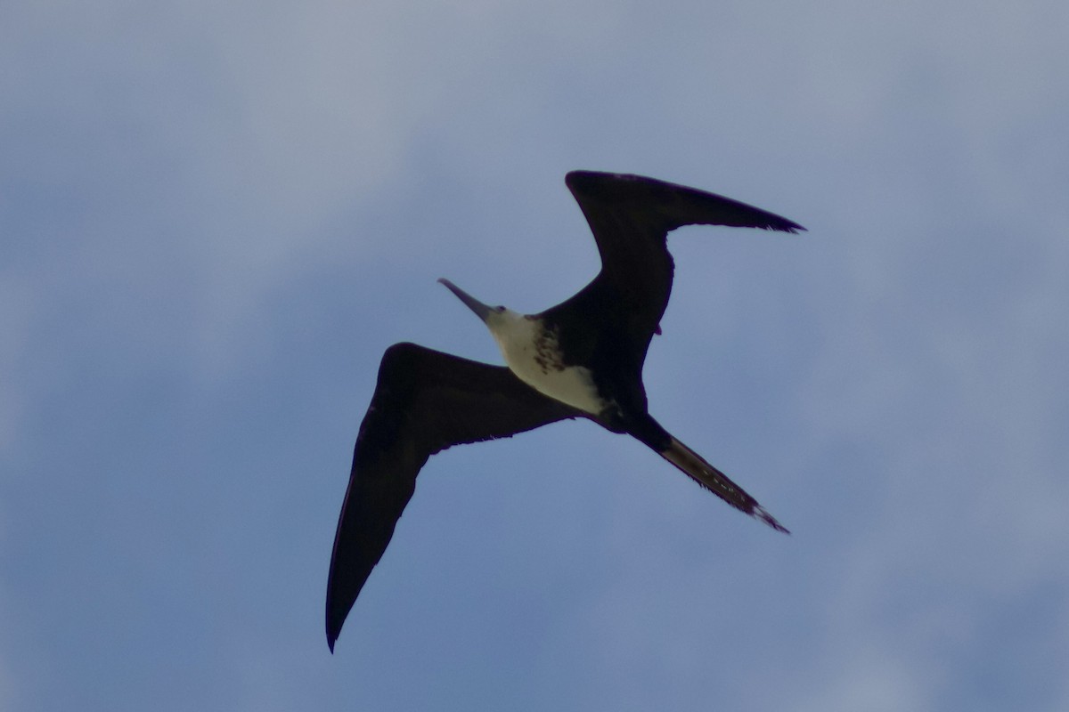 Magnificent Frigatebird - ML647407512