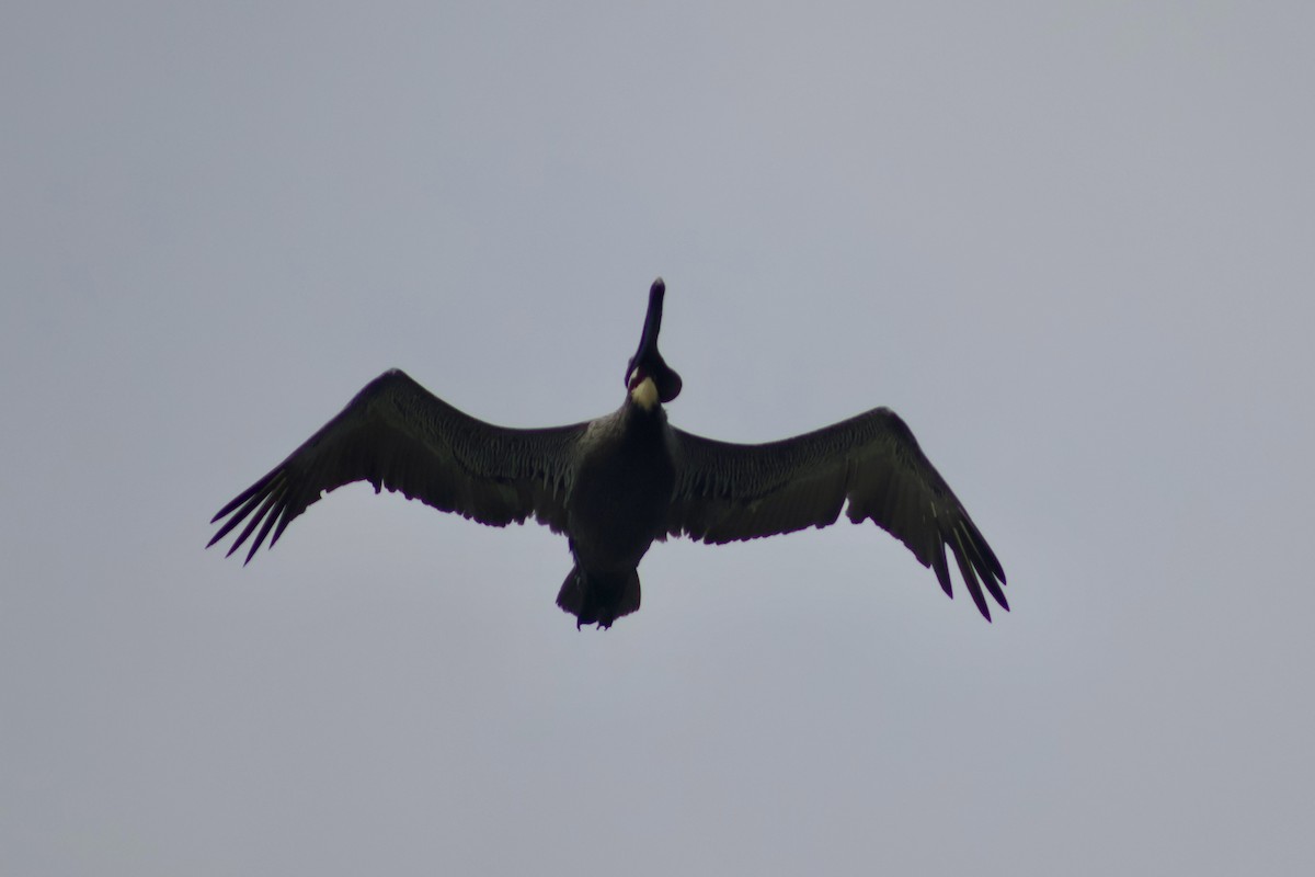 Brown Pelican - ML647407514