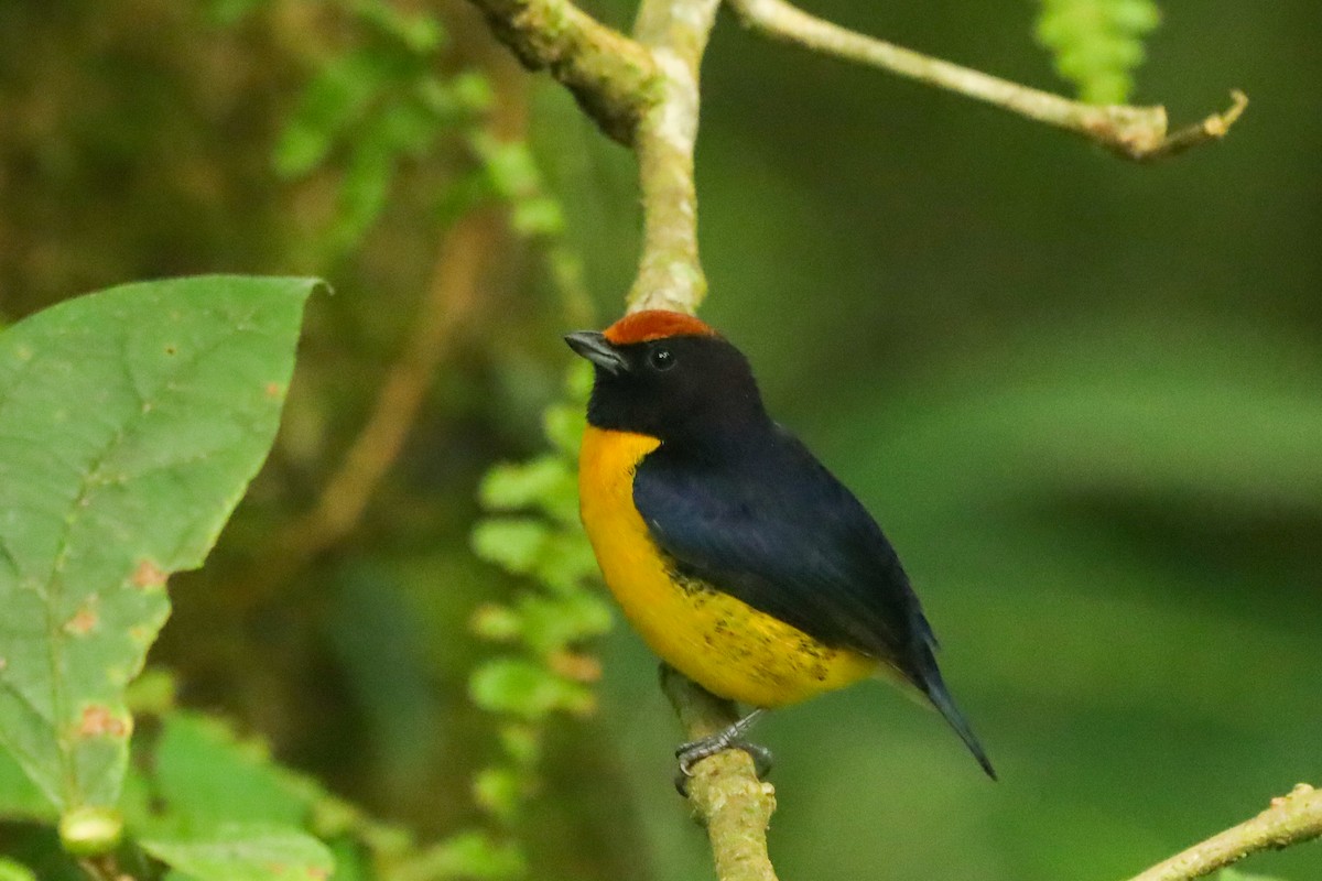 Tawny-capped Euphonia - ML647407519