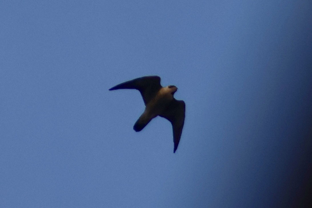 Peregrine Falcon - ML647407521