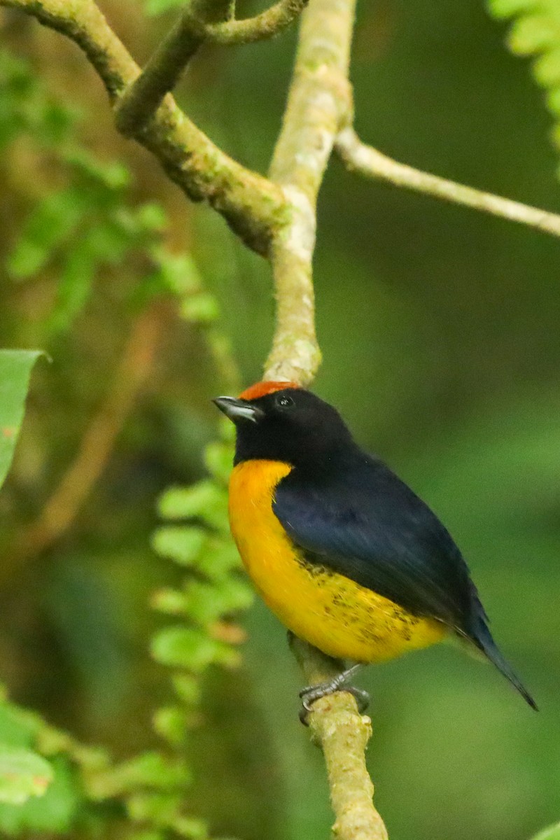 Tawny-capped Euphonia - ML647407523