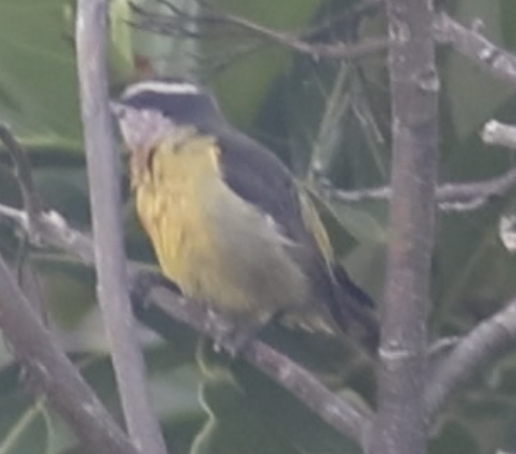 Bananaquit - ML647407525