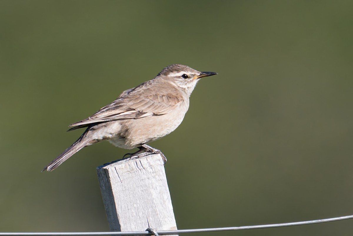 Buff-winged Cinclodes - ML647407526