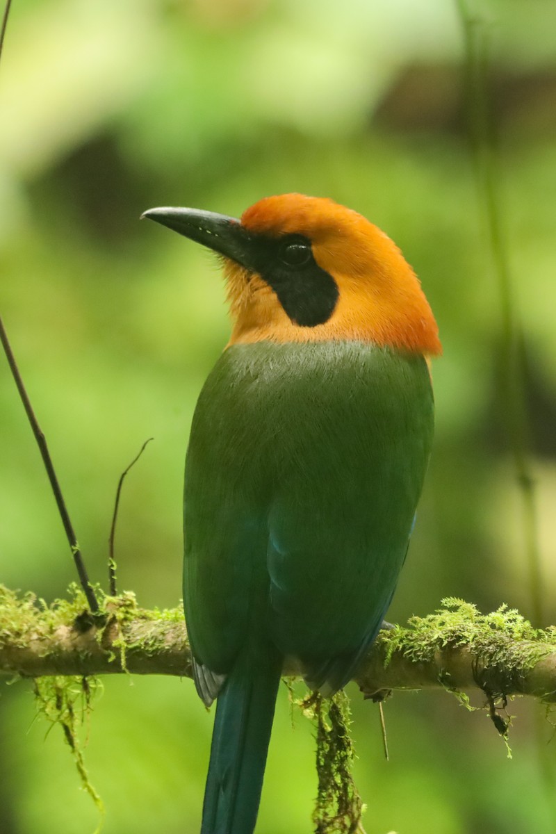 Rufous Motmot - ML647407527