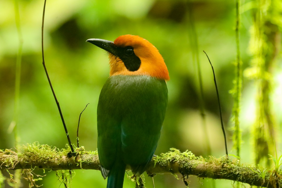 Rufous Motmot - ML647407528