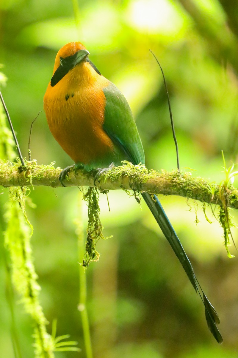 Rufous Motmot - ML647407529