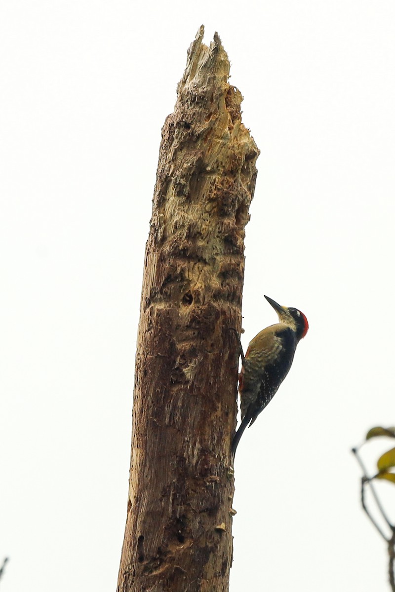 Black-cheeked Woodpecker - ML647407530