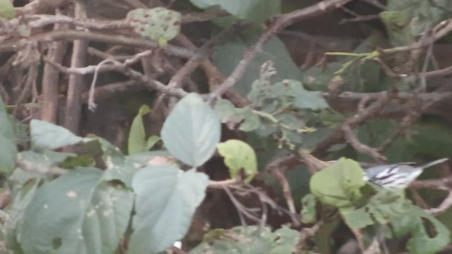 Yellow-throated Warbler - ML647407531