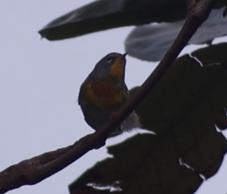 Northern Parula - ML647407532