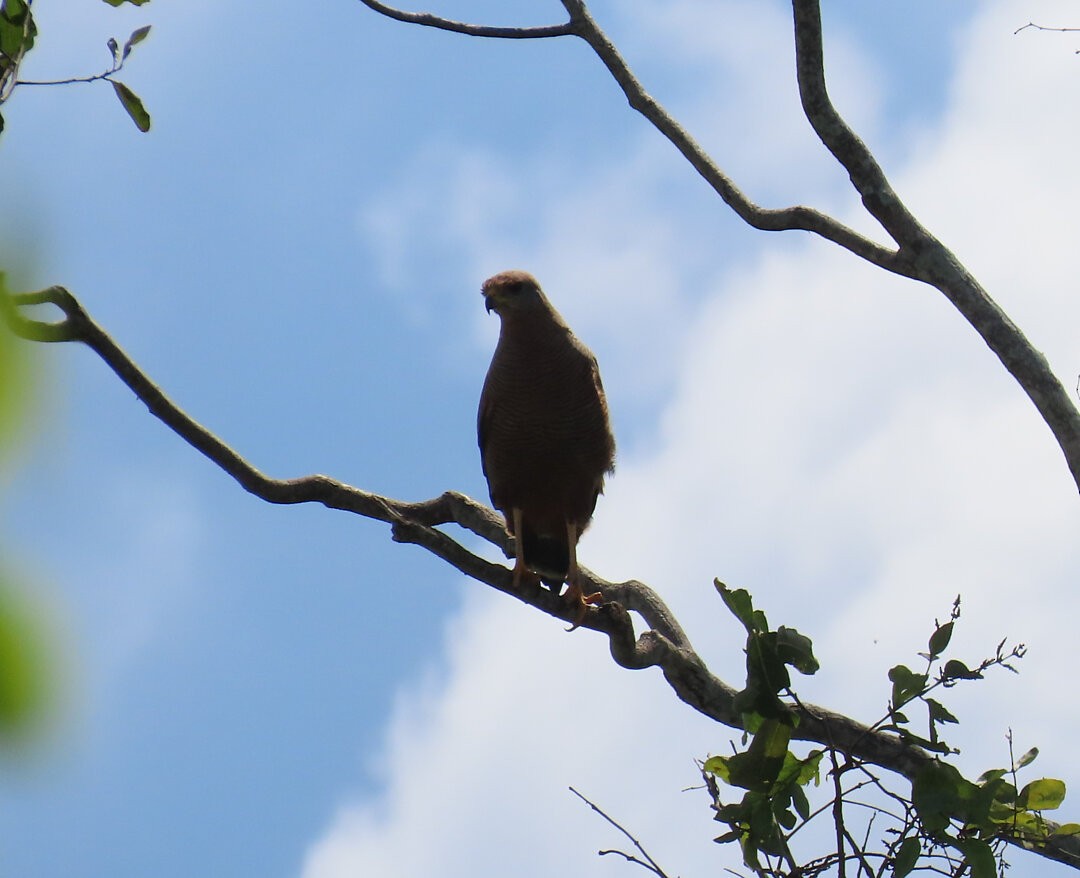 Savanna Hawk - ML647407533