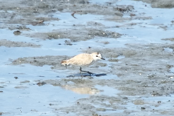 White-fronted Plover - ML647407534