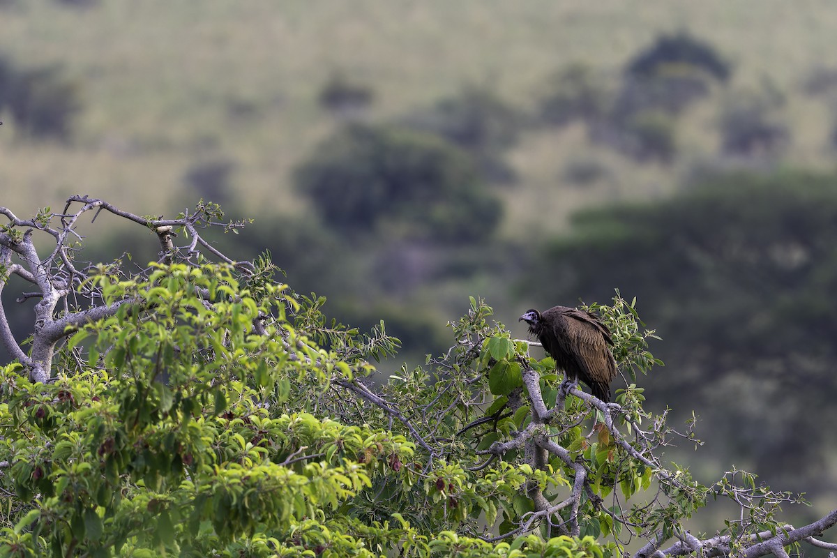 Hooded Vulture - ML647407535