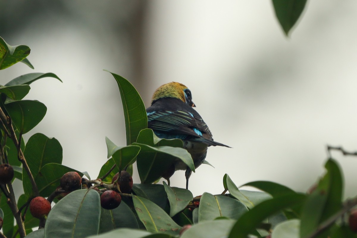 Golden-hooded Tanager - ML647407536