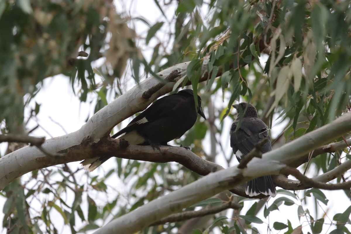 Pied Currawong - ML647407537