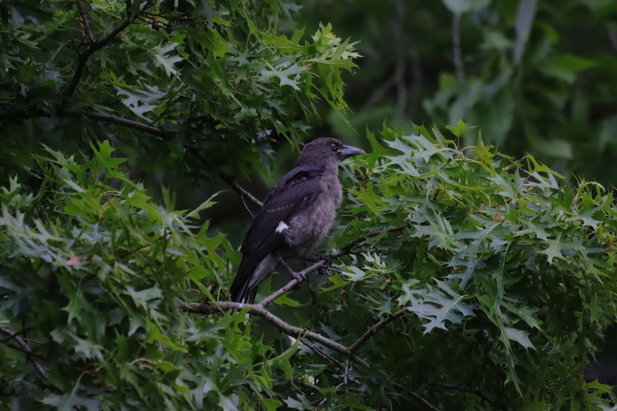 Pied Currawong - ML647407538