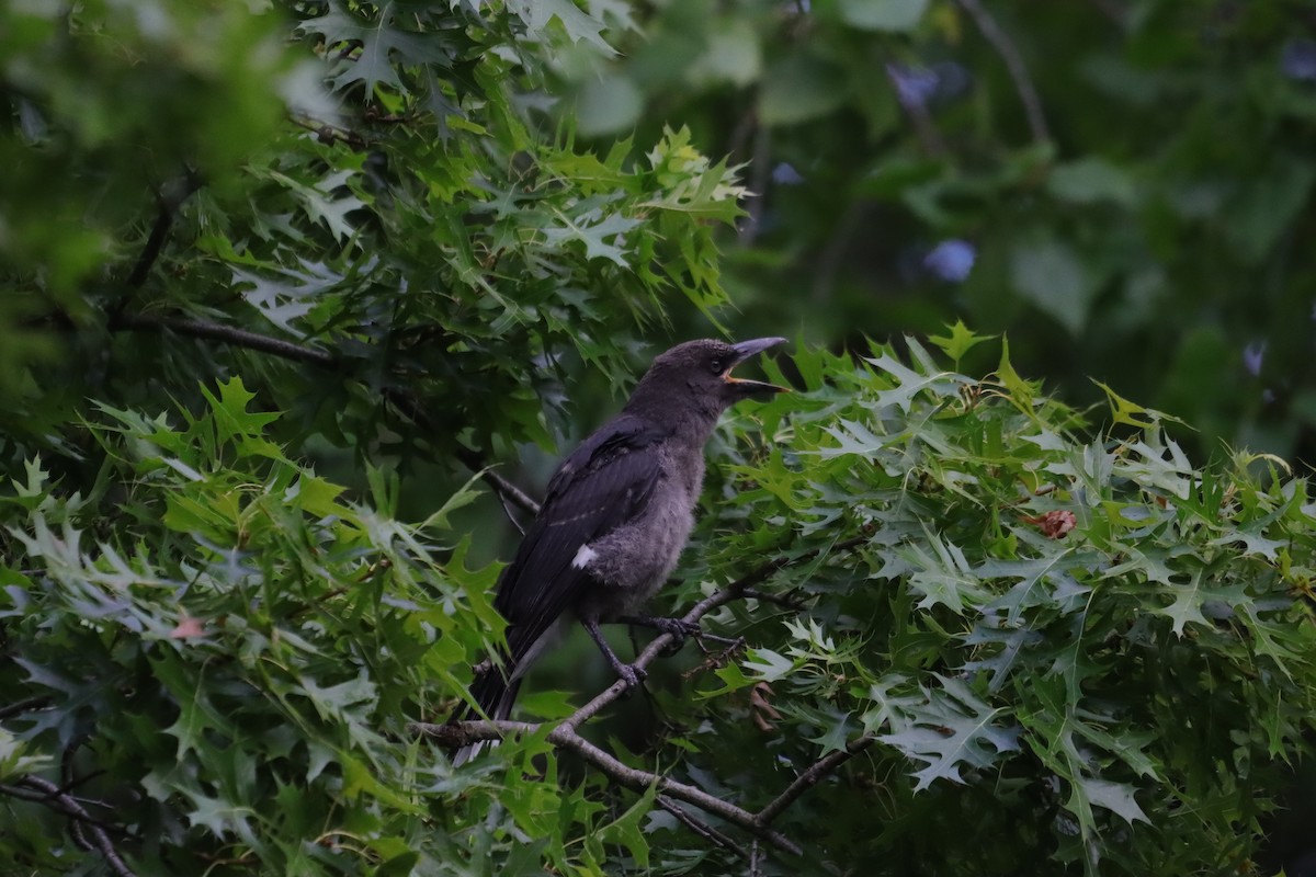 Pied Currawong - ML647407539
