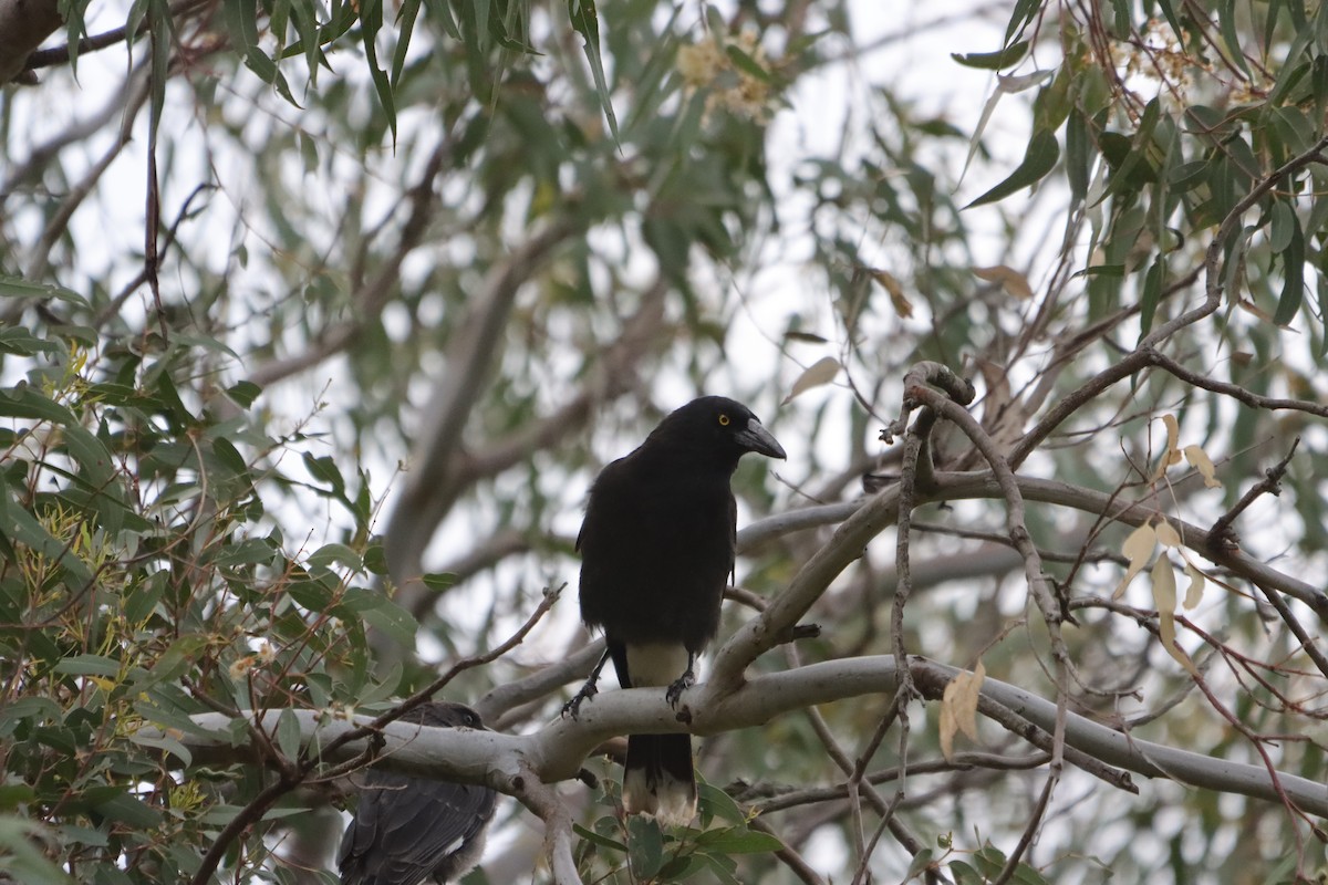 Pied Currawong - ML647407540