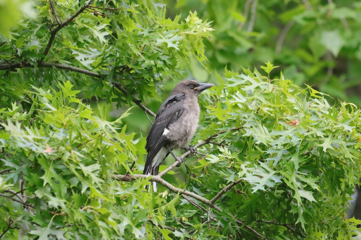 Pied Currawong - ML647407541