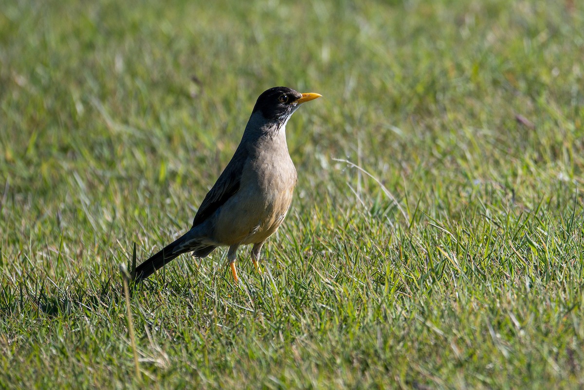 Austral Thrush - ML647407542