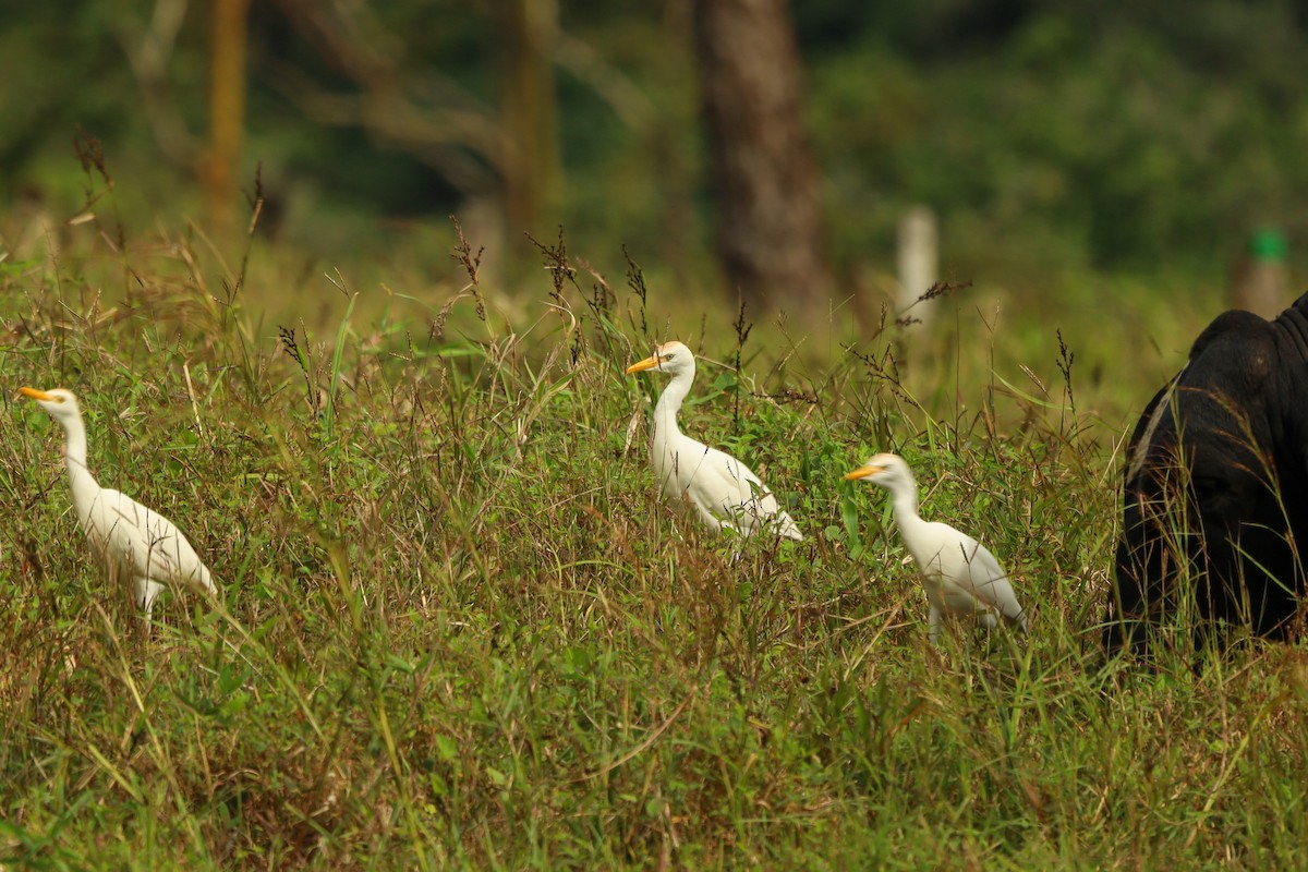 Western Cattle-Egret - ML647407543