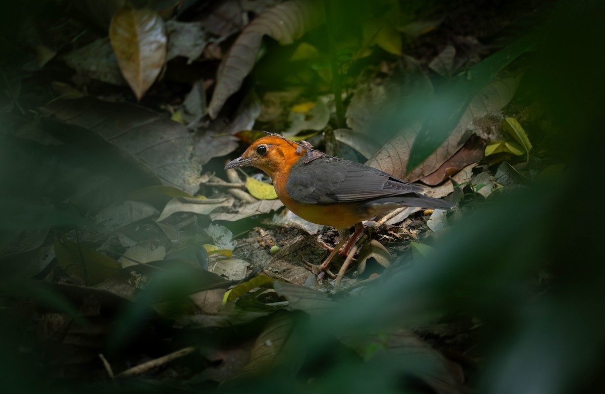 Orange-headed Thrush - ML647407547