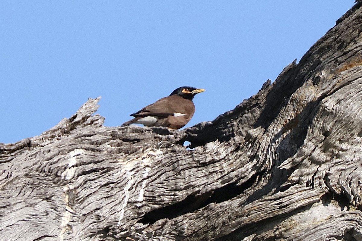 Common Myna - ML647407548