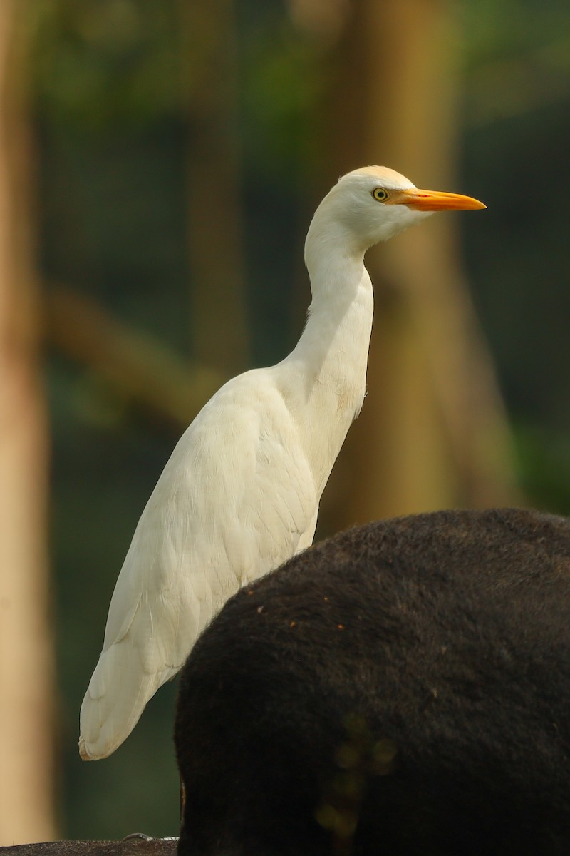 Western Cattle-Egret - ML647407549