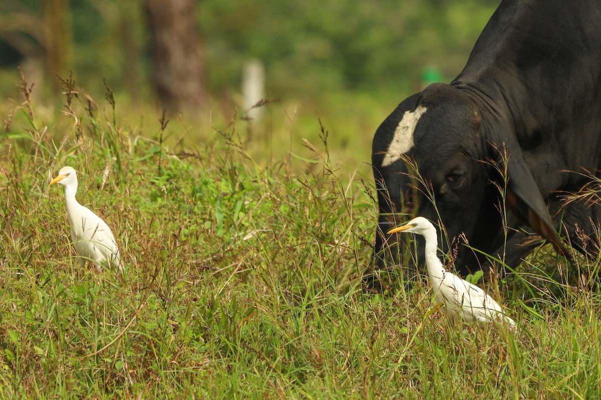 Western Cattle-Egret - ML647407550