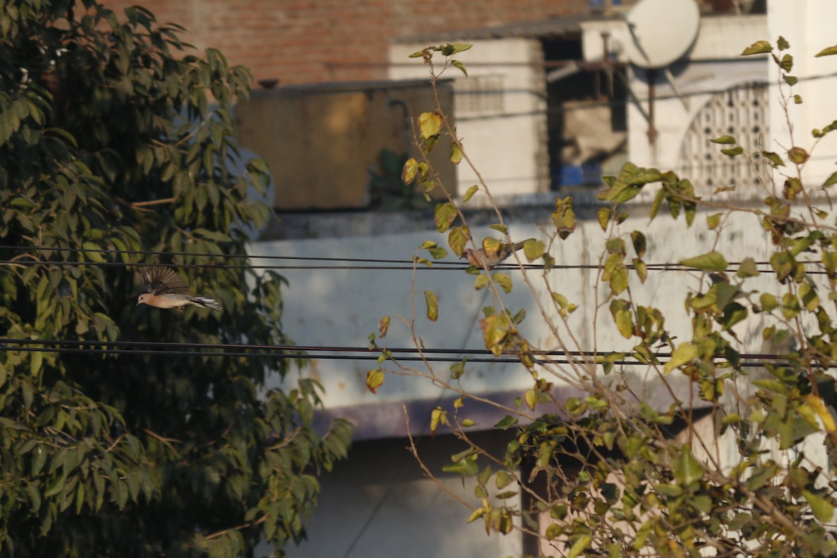 Laughing Dove - ML647407551