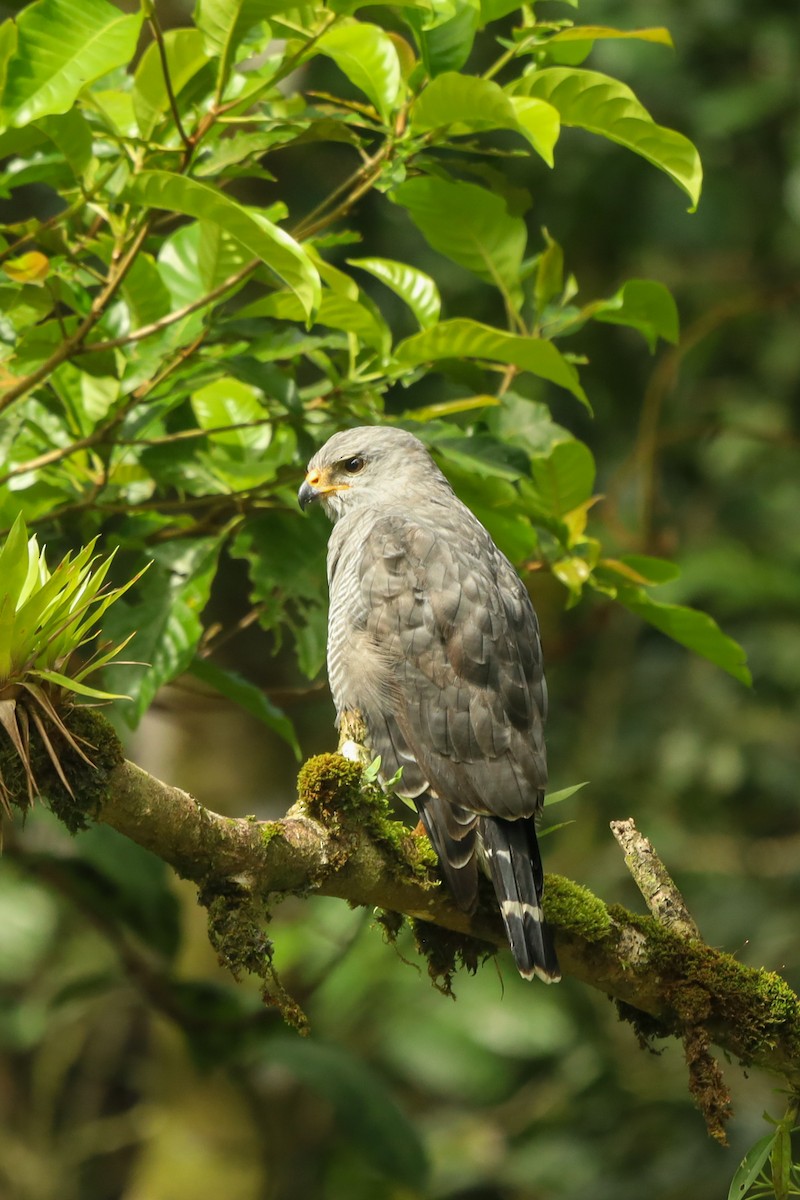 Gray Hawk - ML647407552